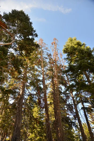 DSC_7824 (Large).JPG